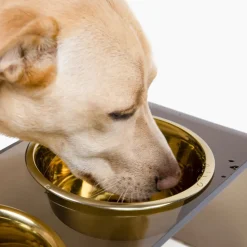 Acrylic Bronze Double Bowl Elevated Pet Feeder For Large & Small Dogs