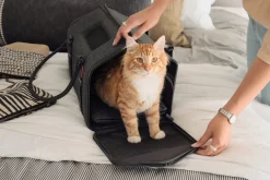 Airline Approved Porto Canvas Cat Carrier