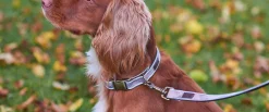 Barbour Reflective Tartan Dog Collar