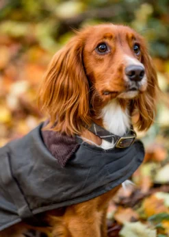Barbour Tartan Leather Dog Collar