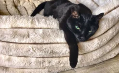 Bowsers Performance Terry Luxury Fur Bed For Cats & Dogs