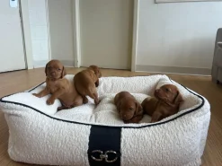 Bowsers Signature Cashmere Scoop Dog Bed