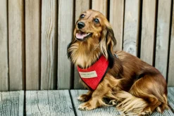 Candy Dog Harness Set