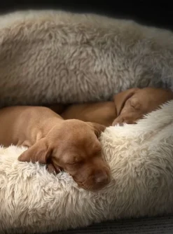 Cozy Canopy Fluffernutter Plush Calming Pet Bed