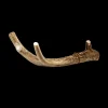 Deer Antlers for Dogs