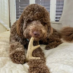 Deer Antlers for Dogs