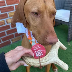 Deer Antlers for Dogs