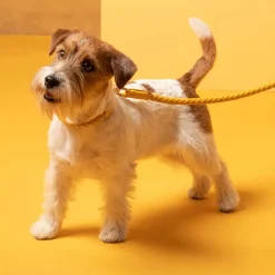Ferdinando Designer Leather Dog Leash