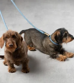 Ferdinando Italian Leather Dog Collar & Leash Set
