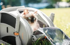 Ibiyaya cat carrier backpack