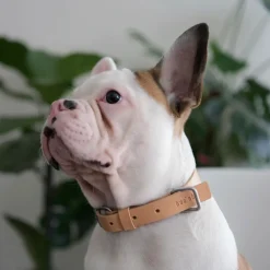 Lumi Italian Leather Dog Collar - Tan