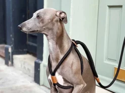 Luxury Ray Dog Harness in Navy Color