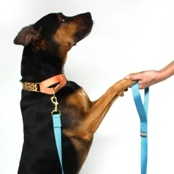 martingale collar / leopard + peach