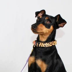 martingale collar / leopard + peach