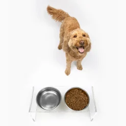 Medium Height Double Dog Bowl Feeder with Silver Stainless Steel Bowls & Acrylic Stand