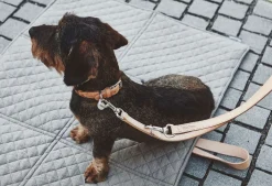 Miacara Bergamo Leather Dog Collar