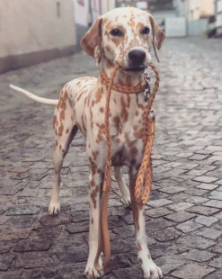 Miacara Bergamo Leather Dog Collar