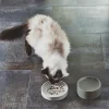 Miacara slowfeeder Porcelain Cat Bowls with Whisker Relief