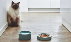 Miacara slowfeeder Porcelain Cat Bowls with Whisker Relief