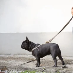 Nappa Leather Dog Harness For Medium Dogs