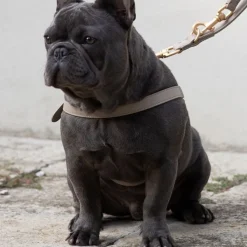Nappa Leather Dog Harness For Medium Dogs