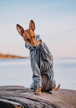 Paikka Overall Dog Pajama Shirt