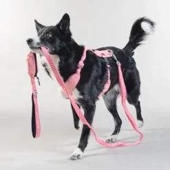 Paikka Pink Visibility Dog 6 Foot Leash