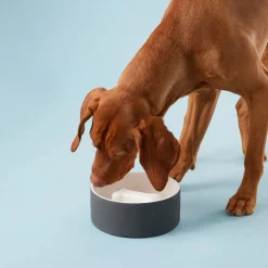Paikka Slow Feeder Ceramic Pet Bowl