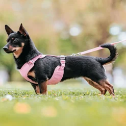 Paikka Visibility Large Dog Harness - Pink