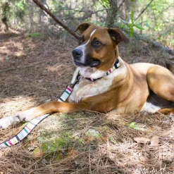 Pendleton Glacier National Park Hiker Dog Collar