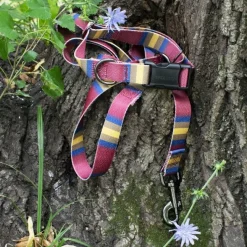 Pendleton Zion National Park Adventure Dog Collar