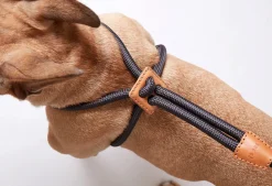 Ray Dog Harness Dark Graphite Grey