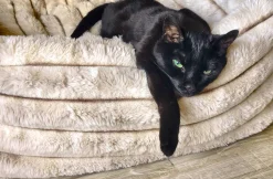 Soft Pet Blanket Topper Himalayan