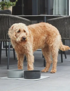Two Scodella High Quality Porcelain Dog Bowls For Large Size Dogs