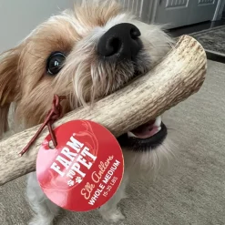 Whole Elk Antlers for Dogs