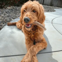 Whole Elk Antlers for Dogs