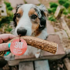 Whole Elk Antlers for Dogs