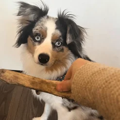 Whole Reindeer Antlers for Dogs